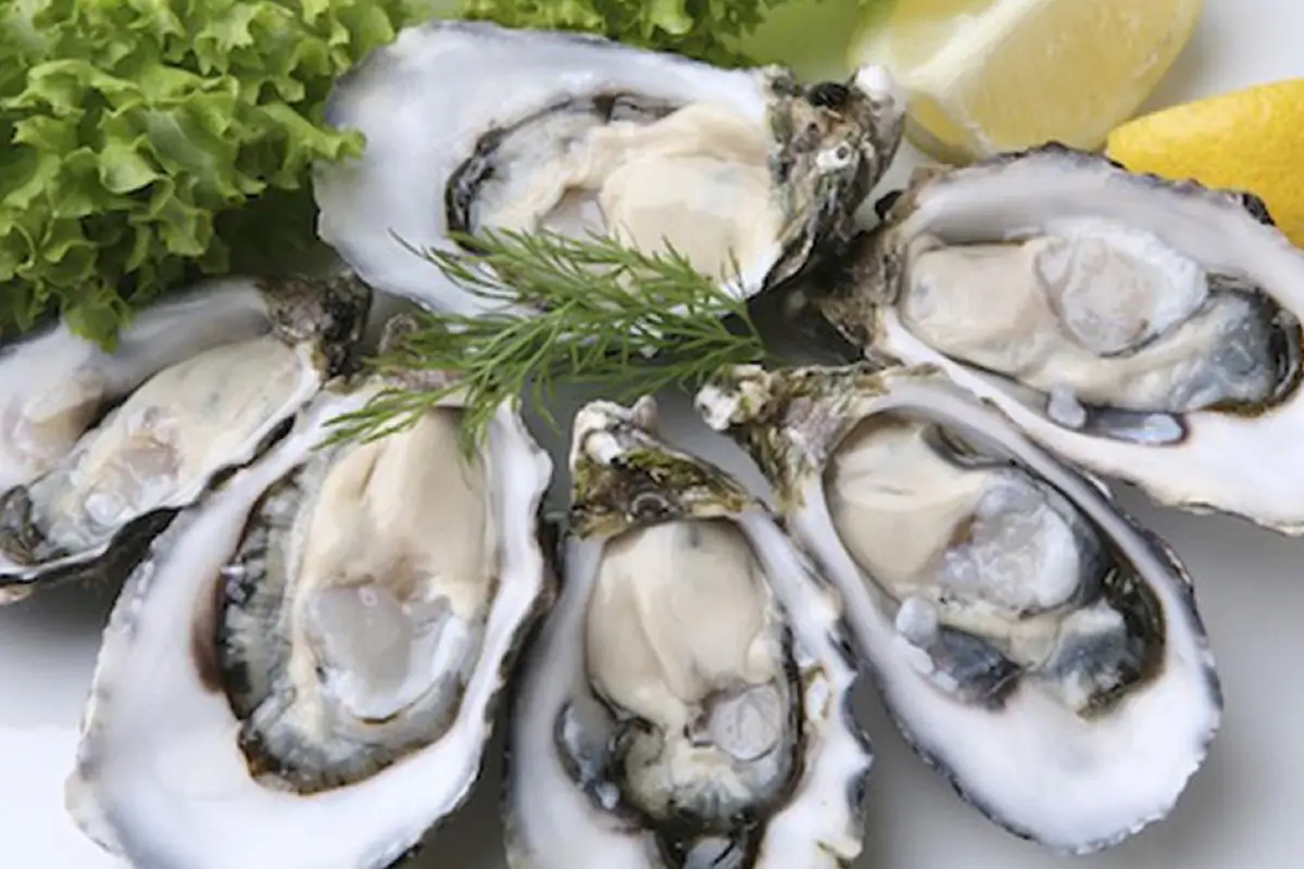 Oysters